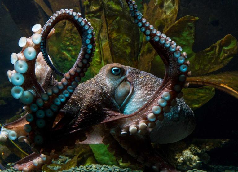 the-octopus