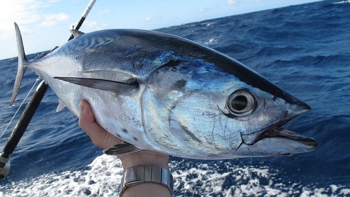 tuna